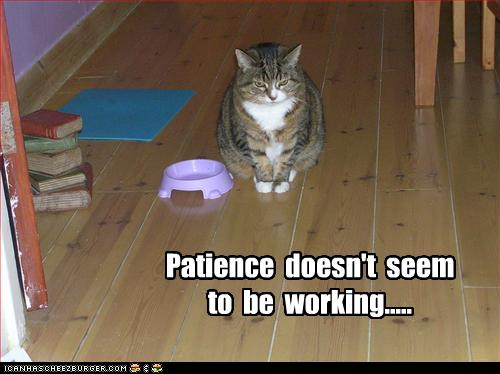funny-pictures-cat-has-no-patience.jpg