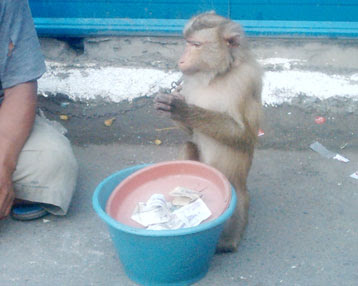 Begging+monkey+02.jpg