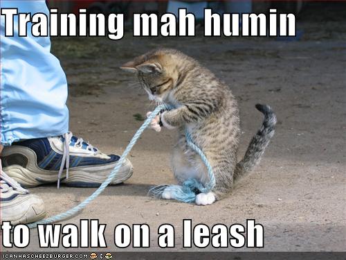 funny-pictures-cat-trains-you-to-walk-on-leash.jpg