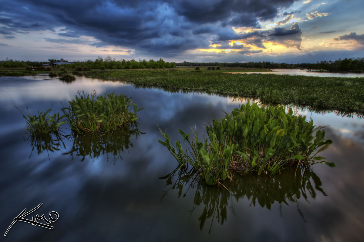 green-cay-wetlands-water-plants-hdr-photography-post.jpg