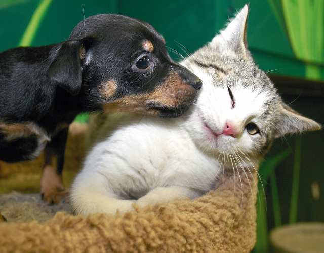 dogcat_animals____up_for_adoption.jpg