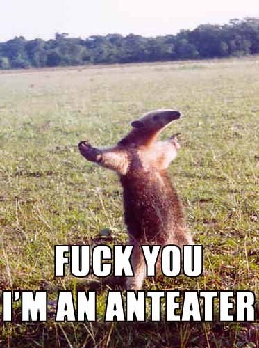 9_fuck-you-anteater-740377.jpg