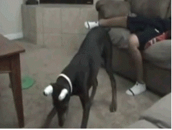 9TadR.gif