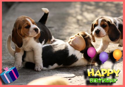 krolewska-zgraja-beagles_happy-birthday.jpg
